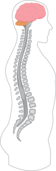 Neurogenic bladder dysfunction