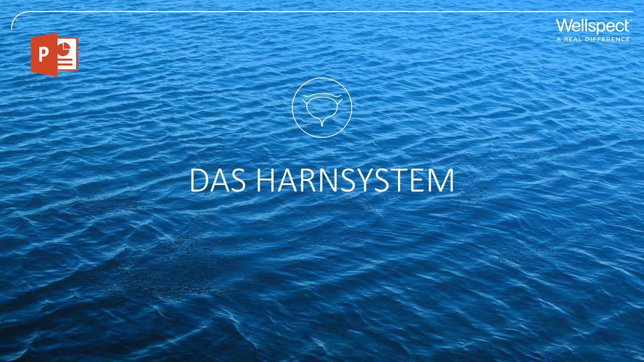 Das Harnsystem